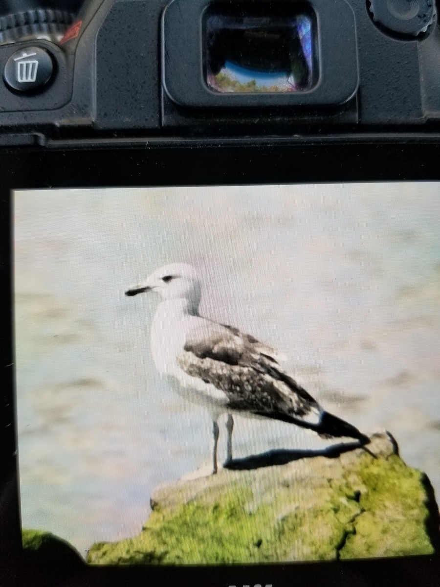 Gaviota Sombría - ML441534021