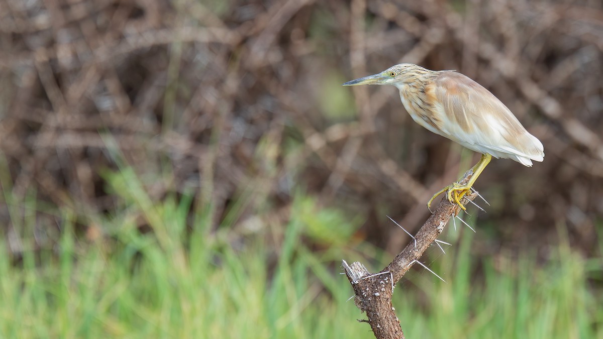 Squacco Heron - Robert Tizard