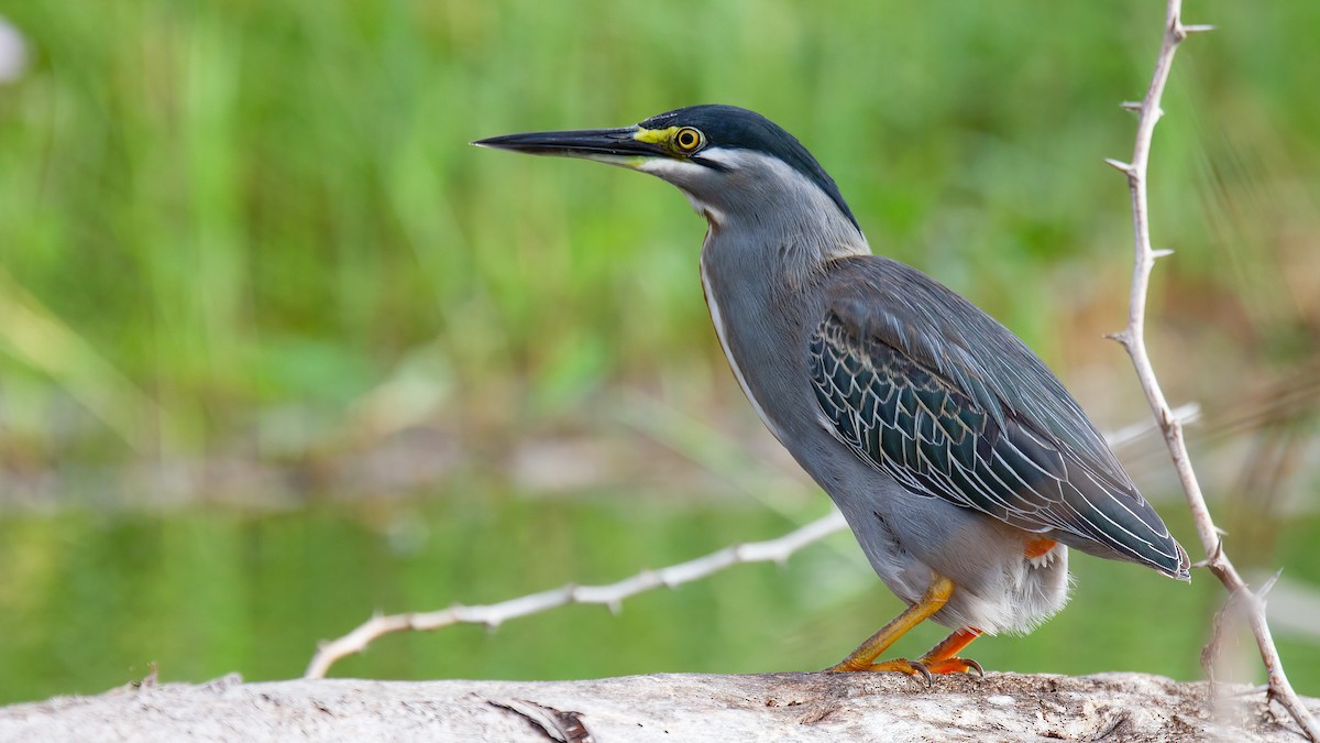 Striated Heron - ML441535511