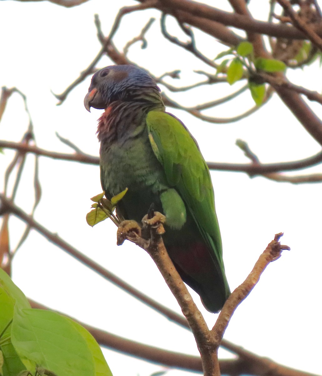 Blue-headed Parrot - ML441535721