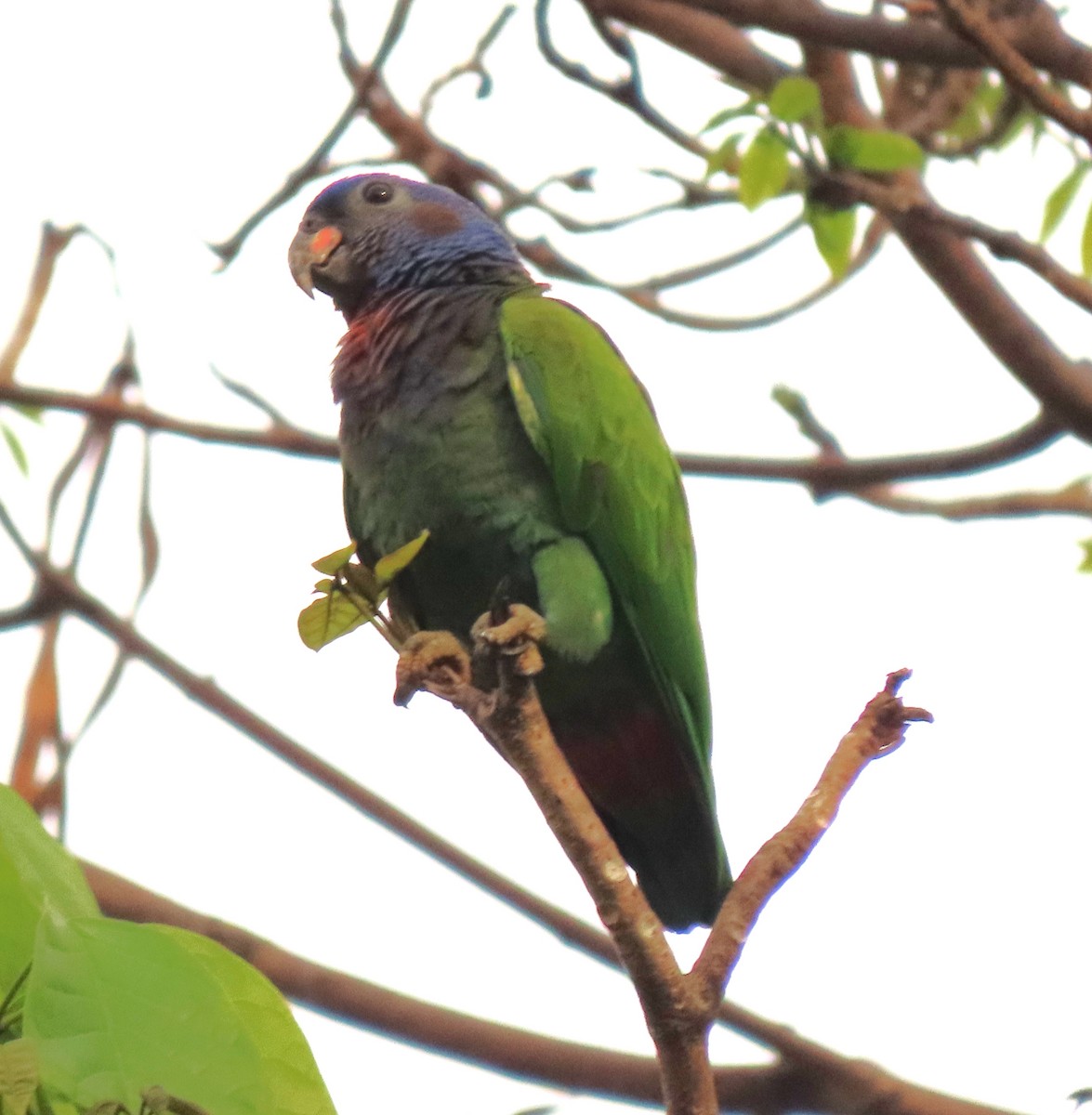 Blue-headed Parrot - ML441535731