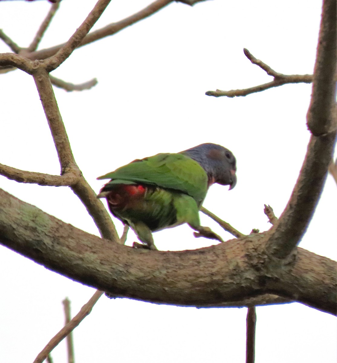 Blue-headed Parrot - ML441535741