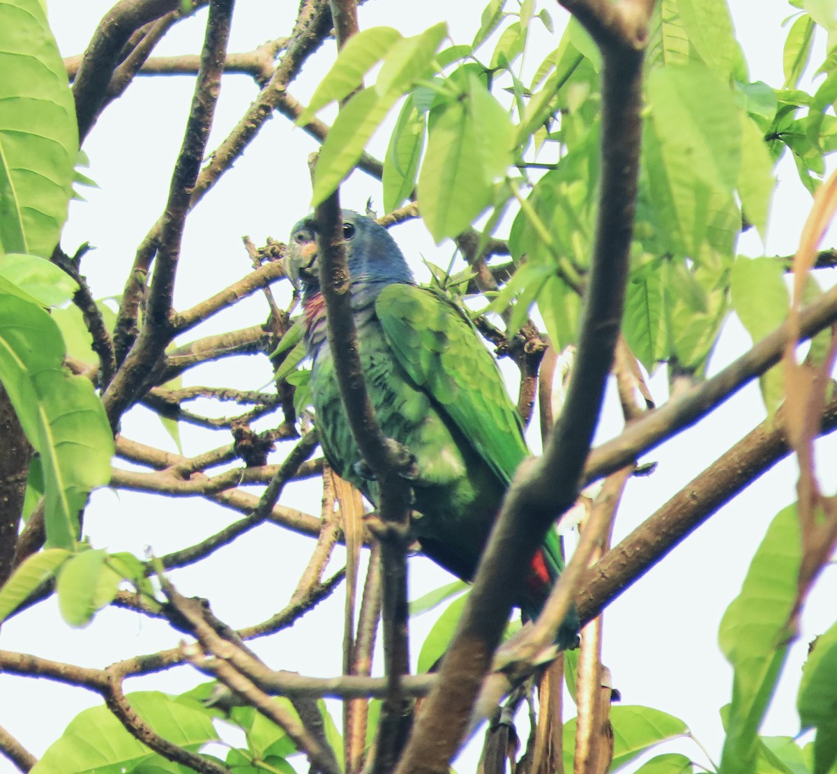 Blue-headed Parrot - ML441535761