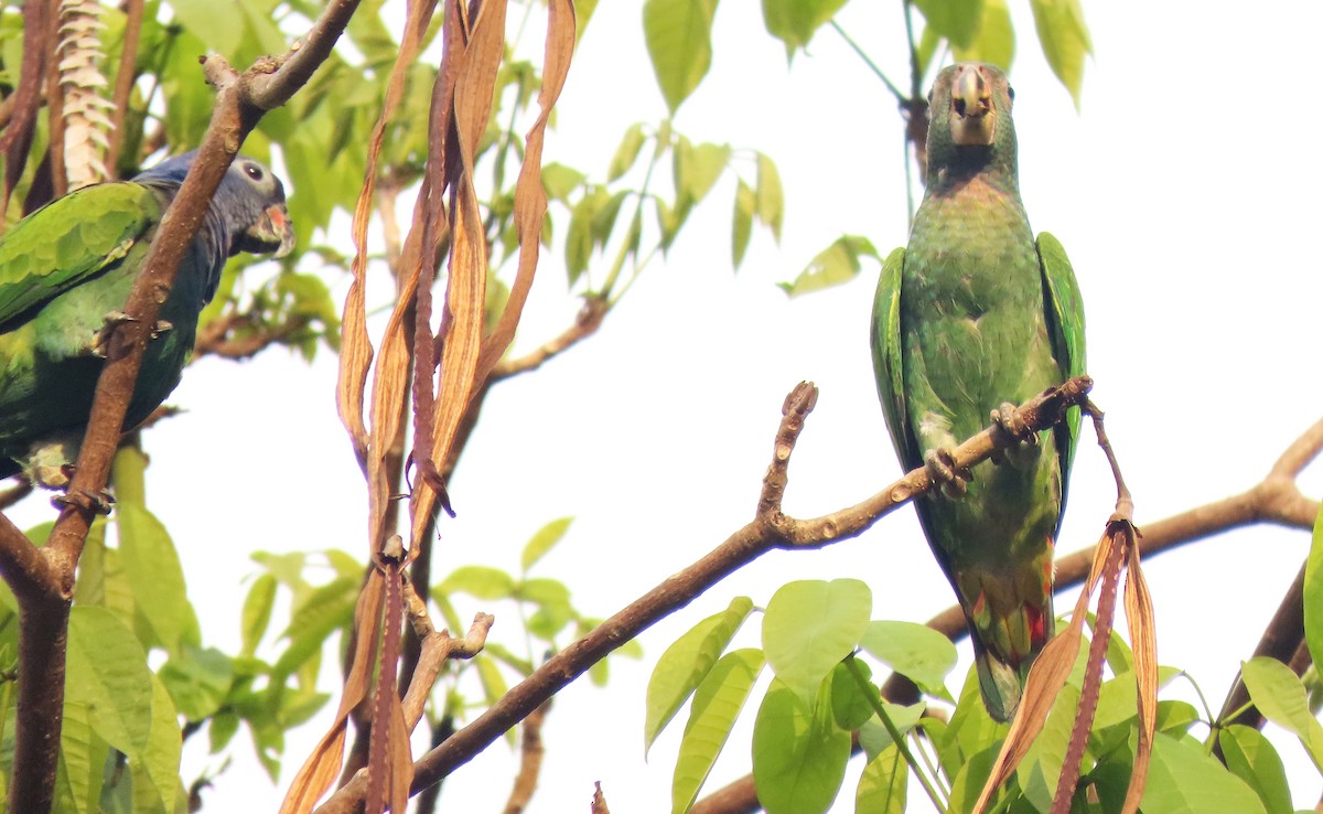 Blue-headed Parrot - ML441535791