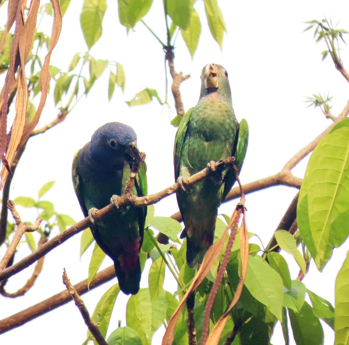 Blue-headed Parrot - ML441535801