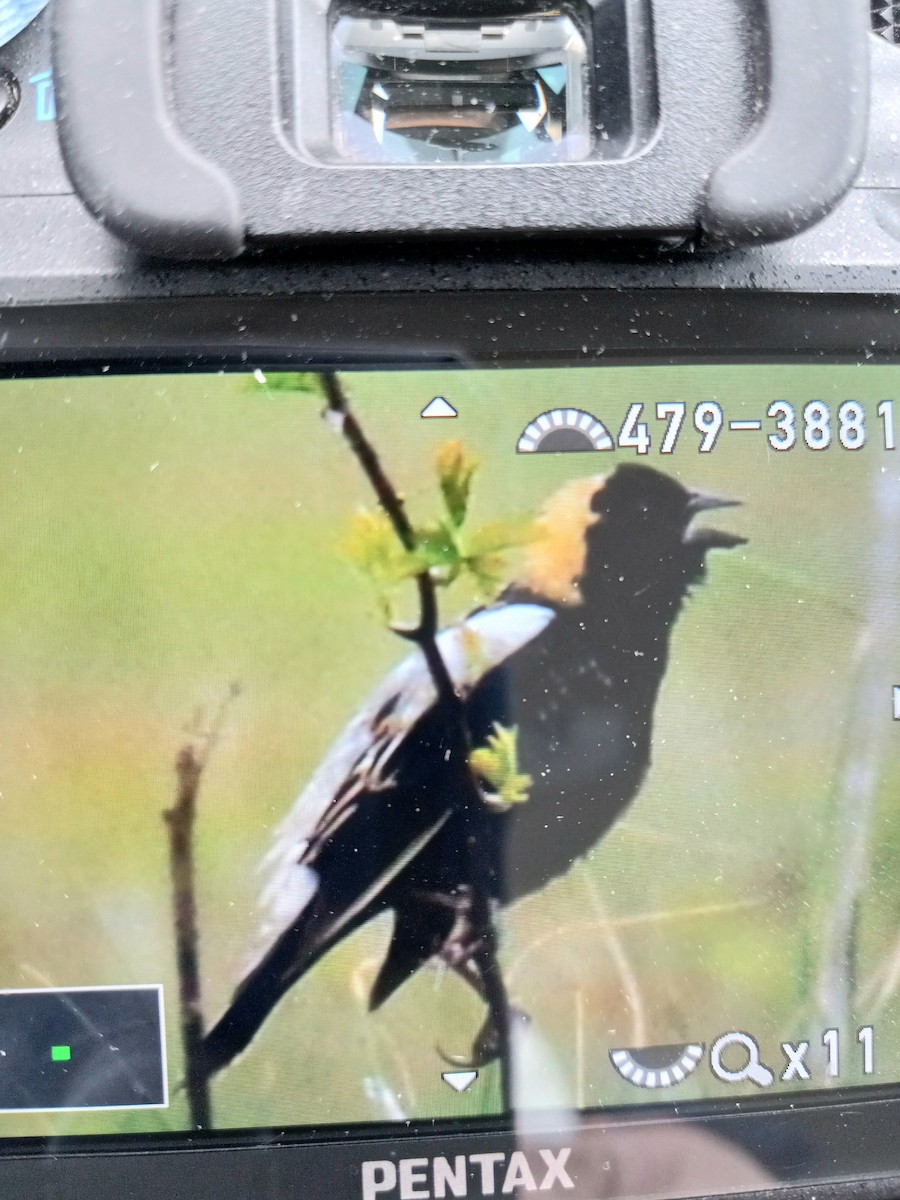 bobolink - ML441535811