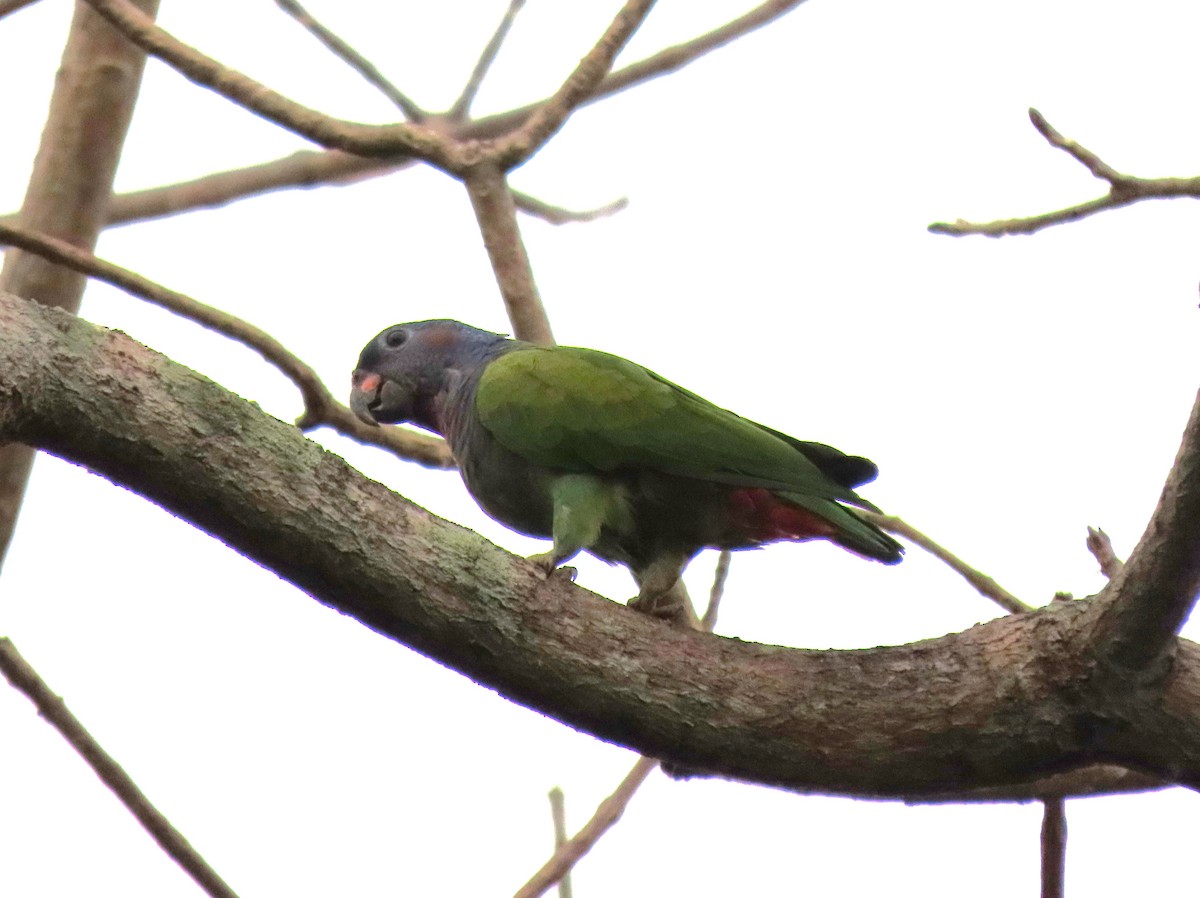 Blue-headed Parrot - ML441535821