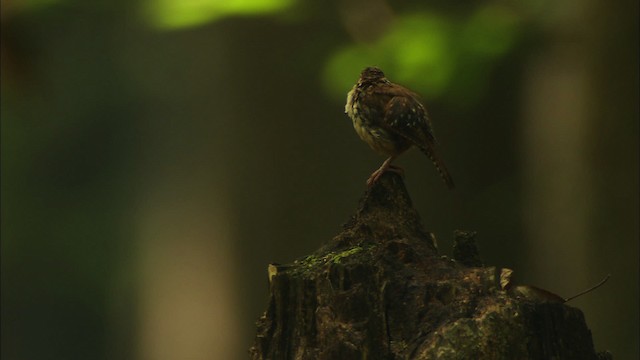 Carolina Wren - ML441536