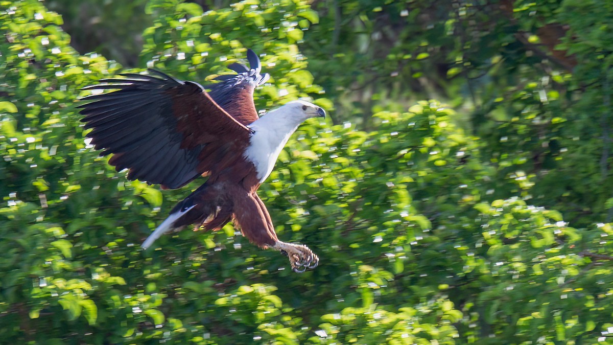 African Fish-Eagle - ML441536341