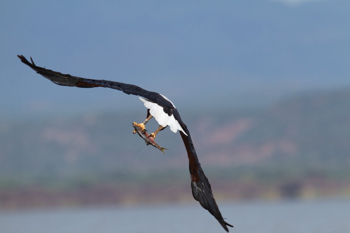 African Fish-Eagle - ML441536441