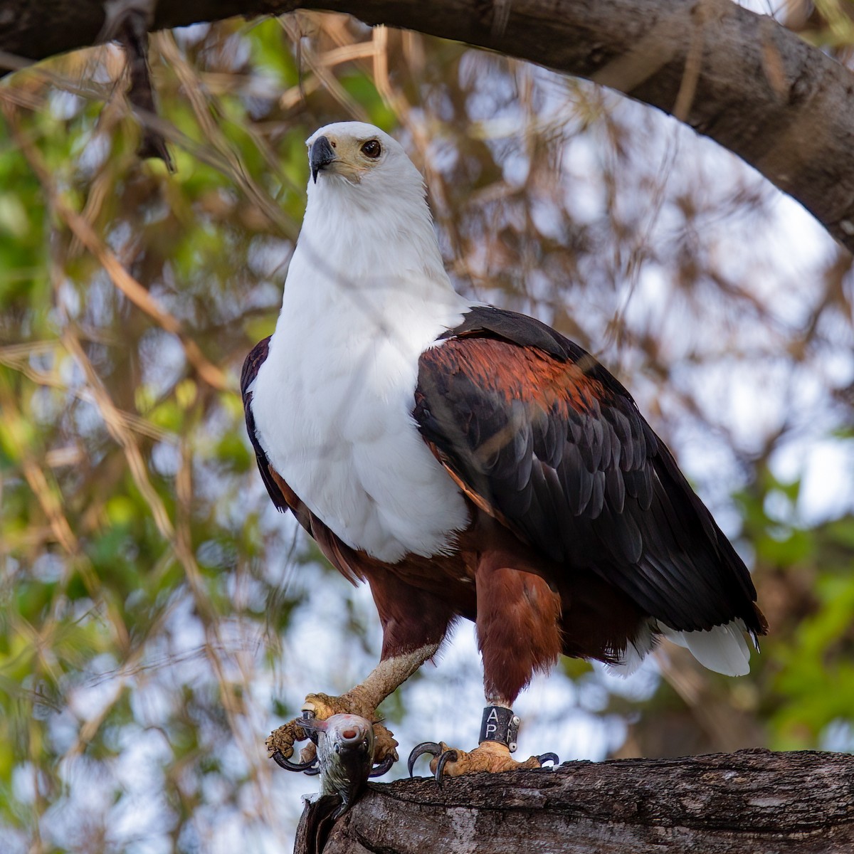 African Fish-Eagle - ML441536461