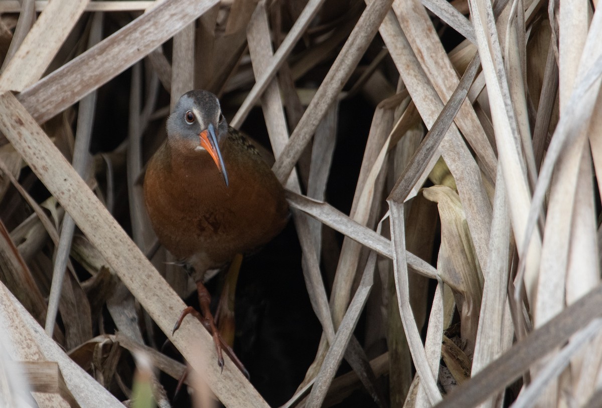 Virginia Rail - ML441536571