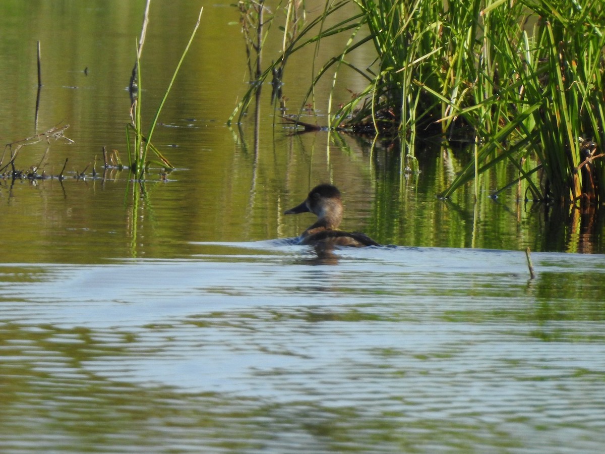 Ring-necked Duck - ML441536651