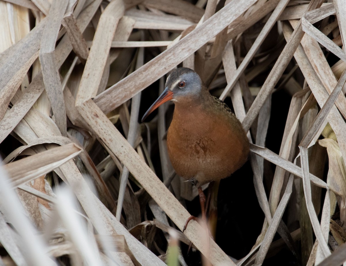 Virginia Rail - ML441536861