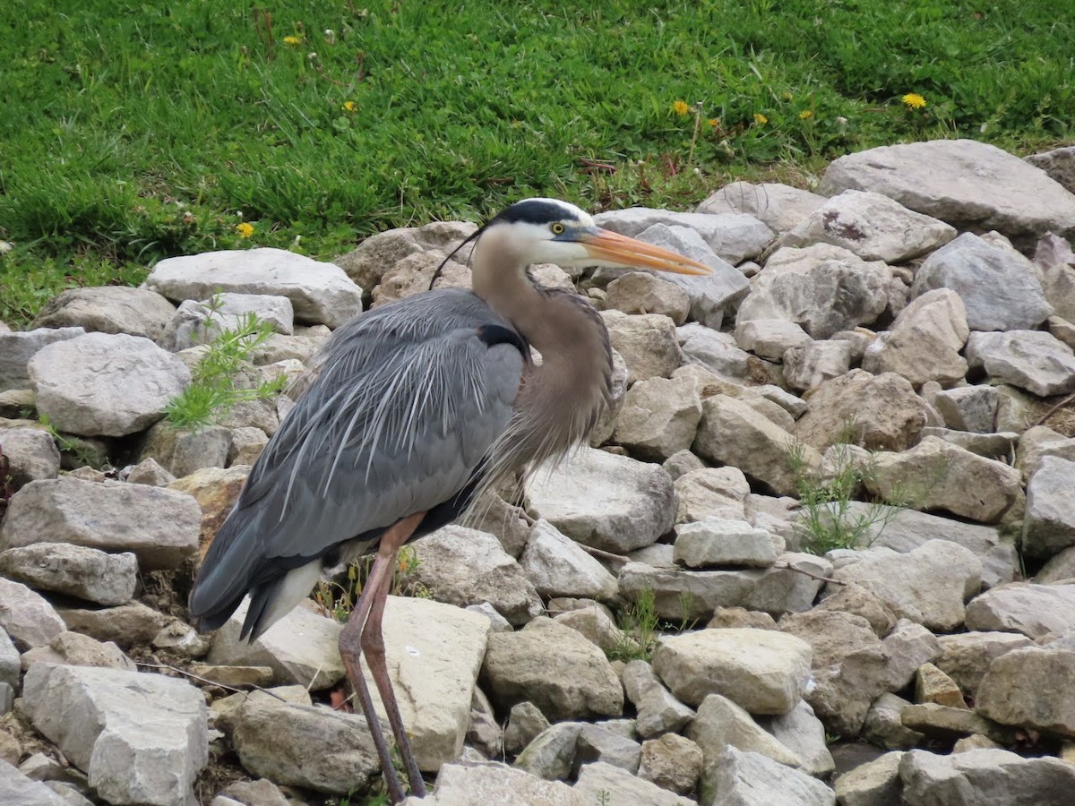 Great Blue Heron - Nancy Siegel