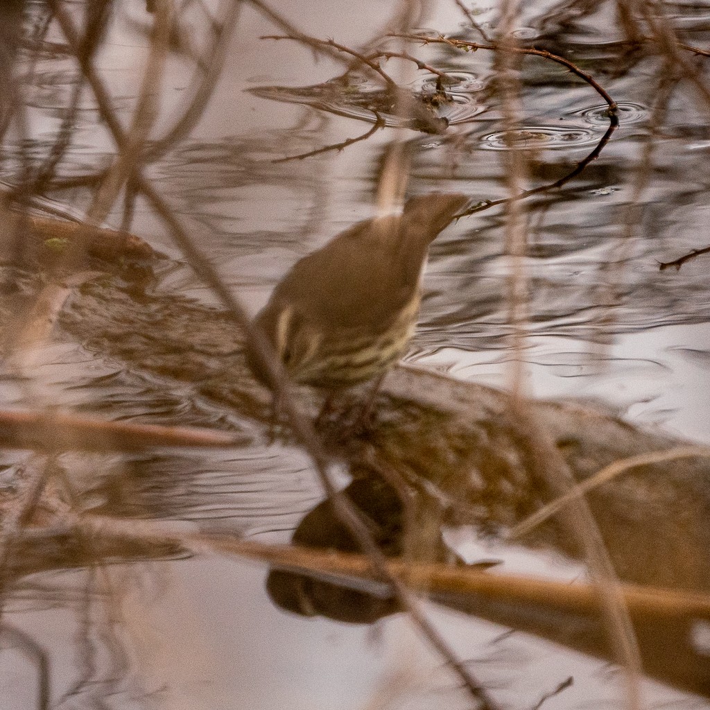 Northern Waterthrush - ML441537481