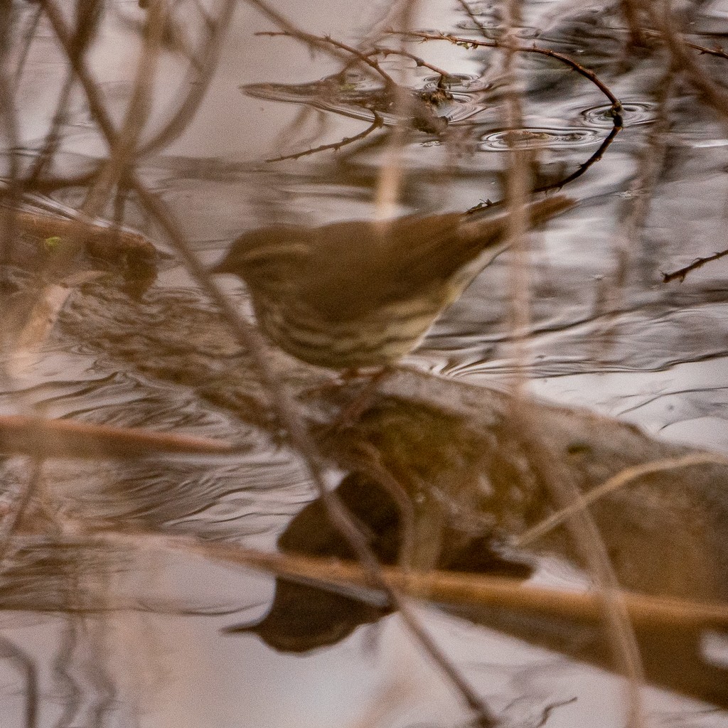 Northern Waterthrush - ML441537491