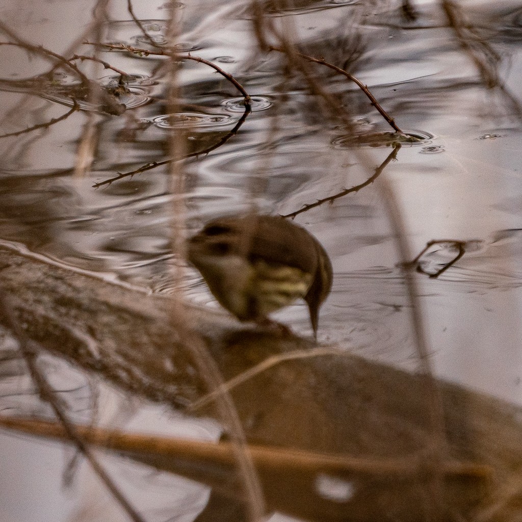Northern Waterthrush - ML441537501