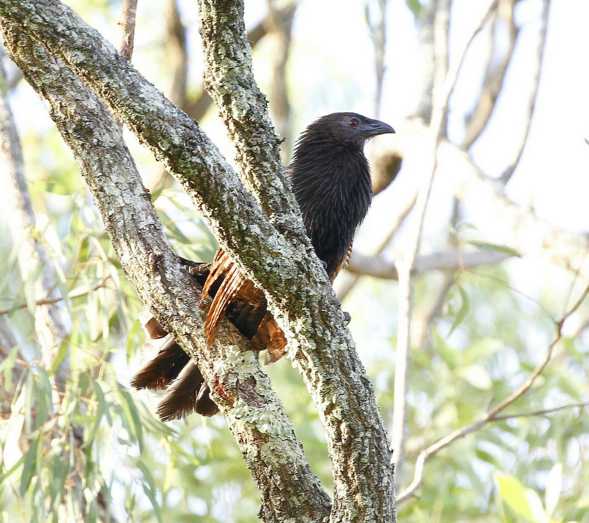 Pheasant Coucal - Gus  Go