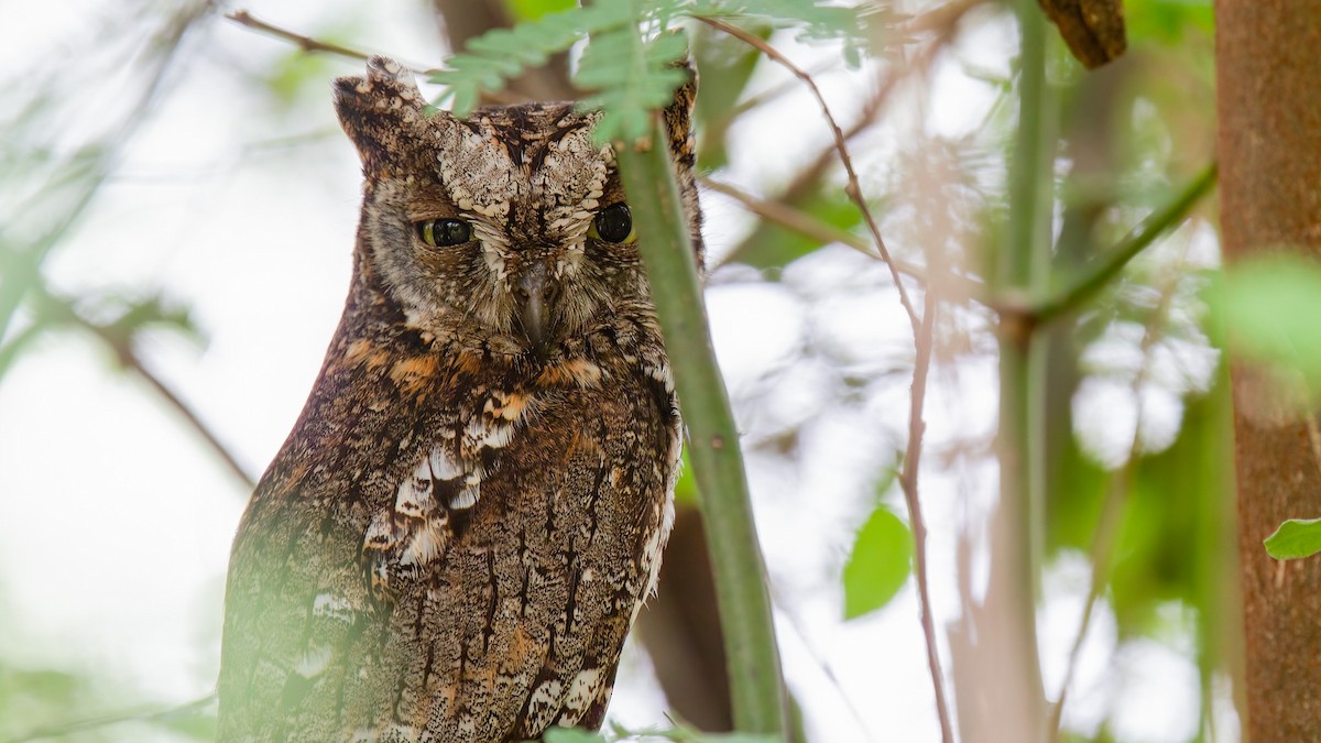 African Scops-Owl (African) - ML441540131