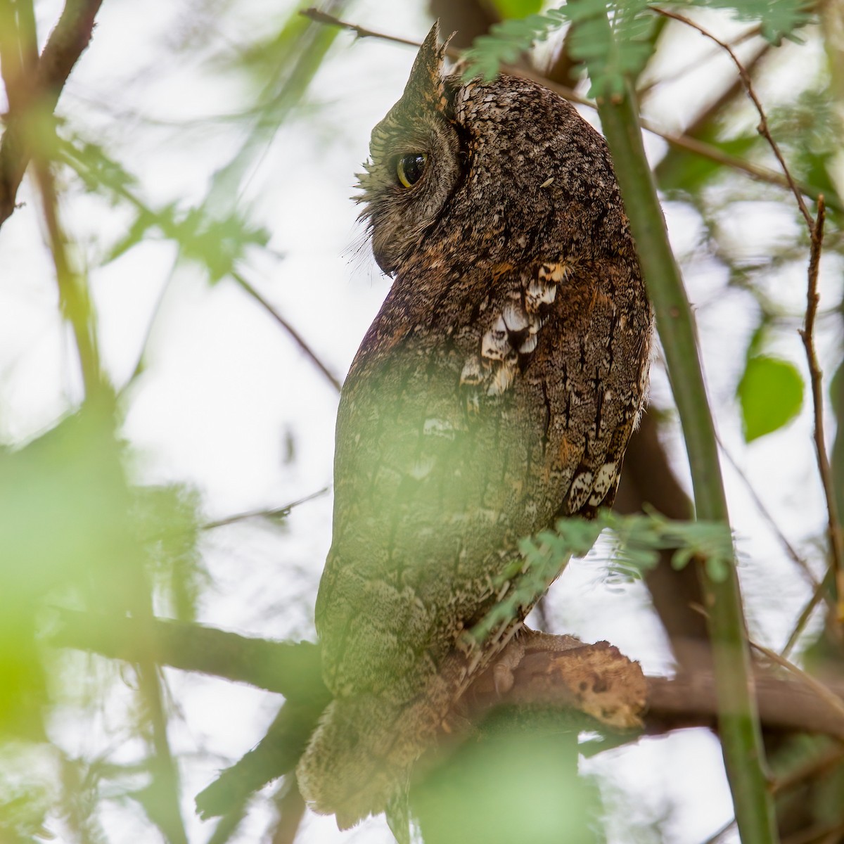 African Scops-Owl (African) - ML441540211