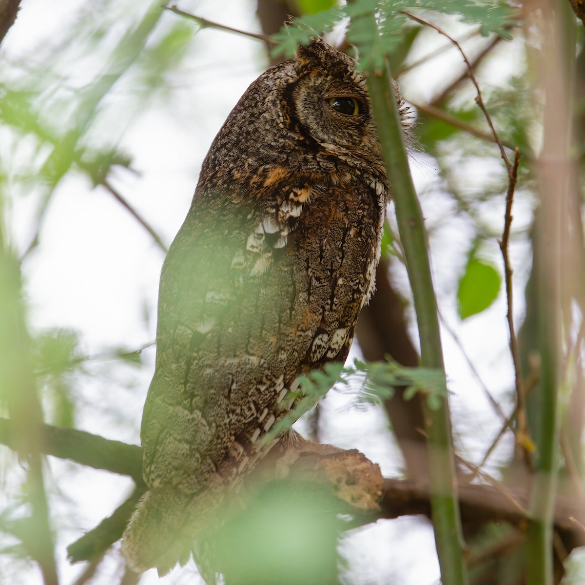 African Scops-Owl (African) - ML441540241