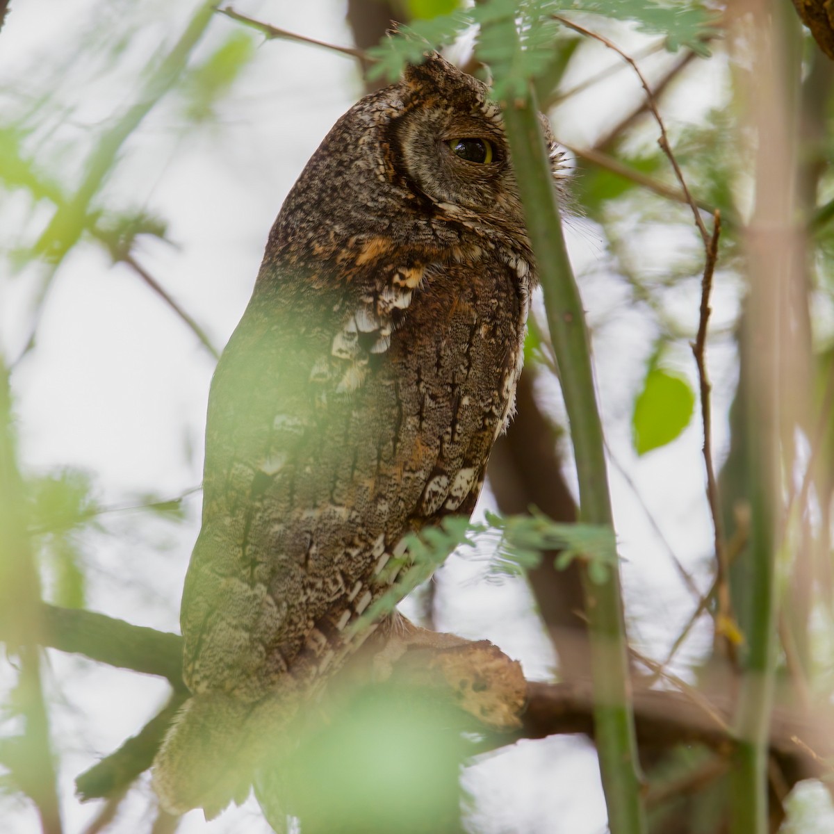 African Scops-Owl (African) - ML441540251