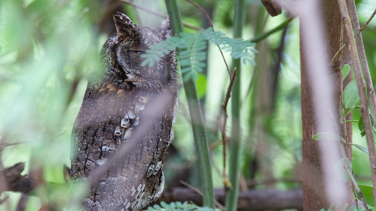 African Scops-Owl (African) - ML441540301