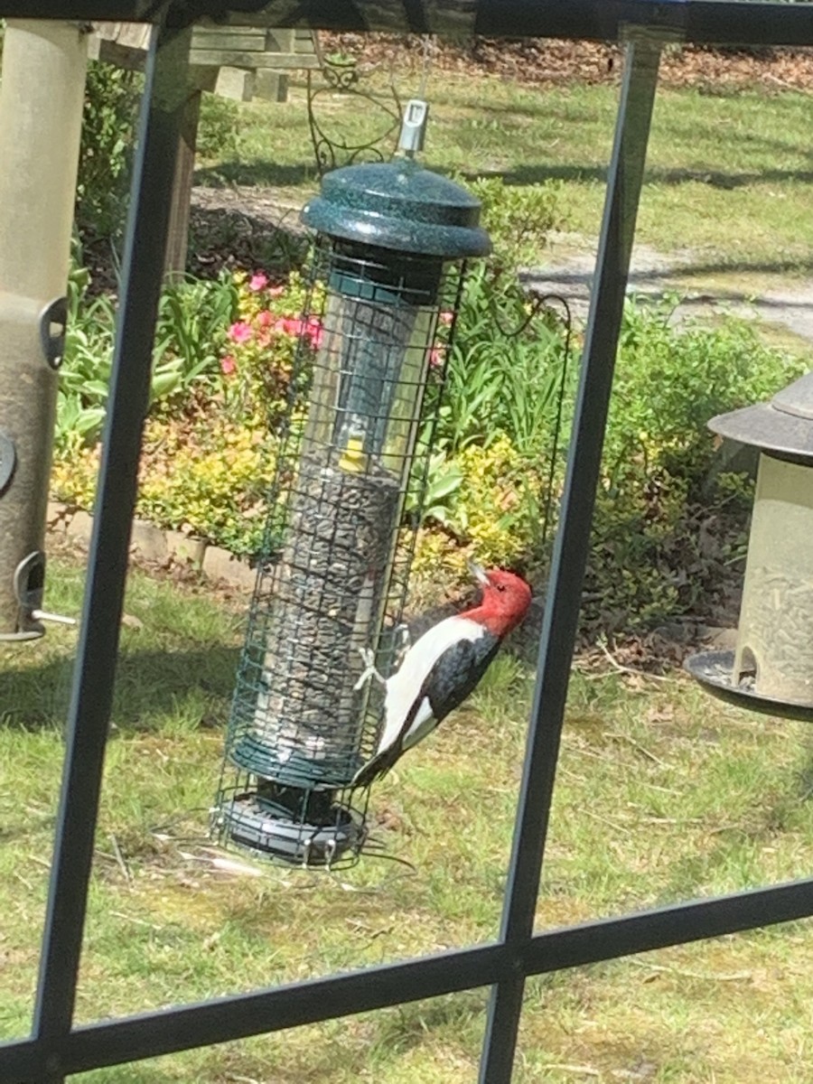 Red-headed Woodpecker - ML441540361