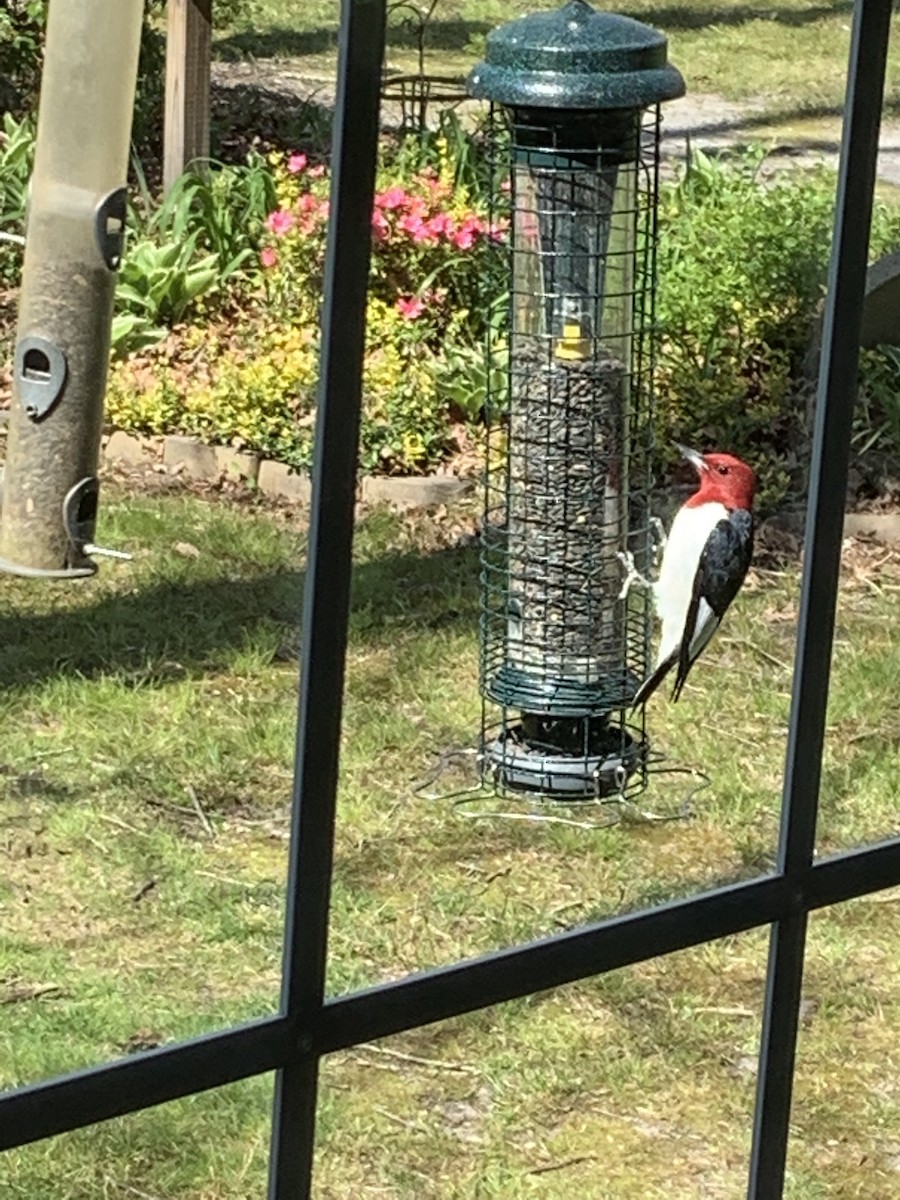 Red-headed Woodpecker - ML441540371