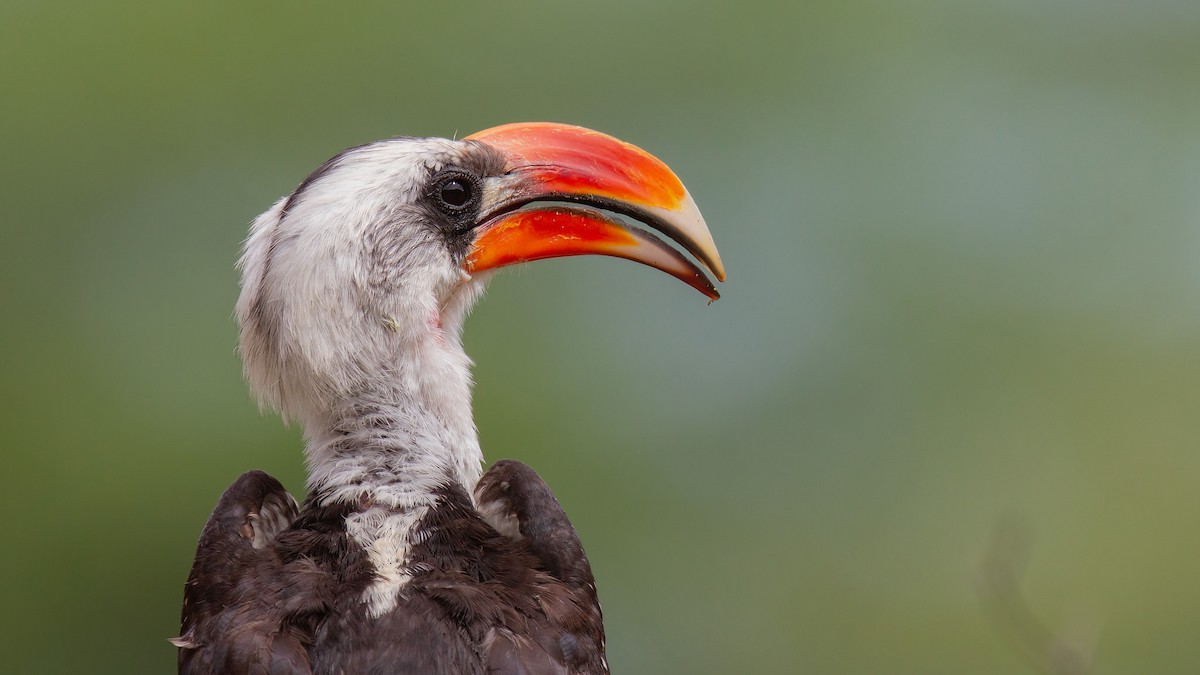 Jackson's Hornbill - Robert Tizard