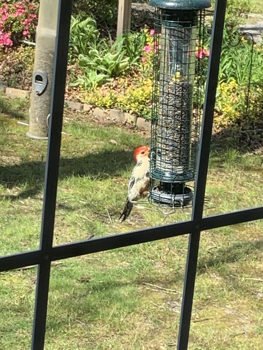 Red-bellied Woodpecker - ML441540851