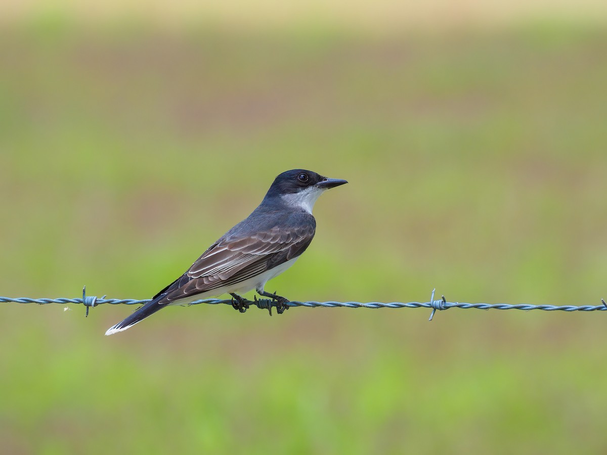 Eastern Kingbird - Abe Villanueva