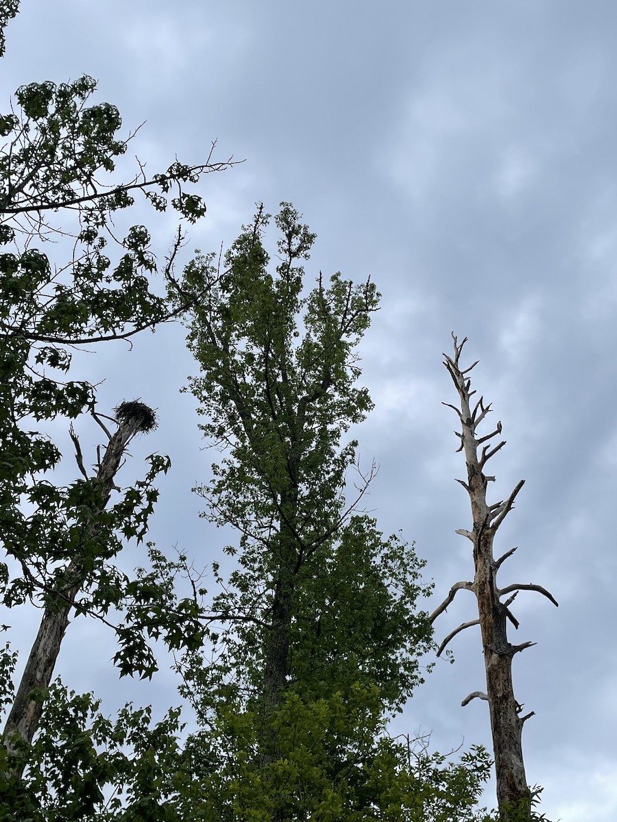 Osprey - ML441542871