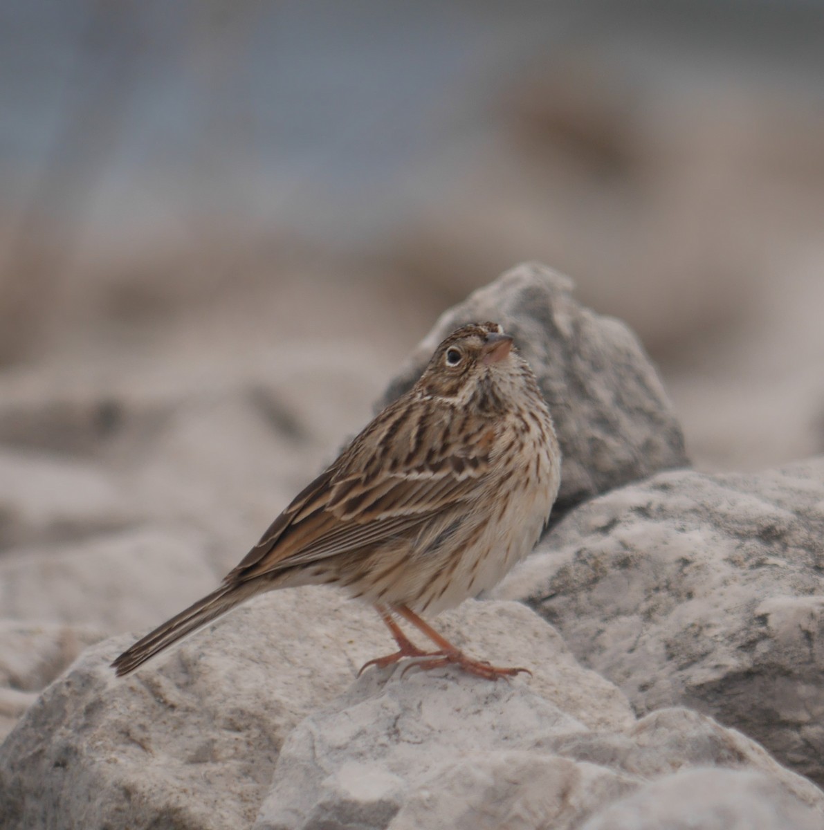 Vesper Sparrow - ML441543181