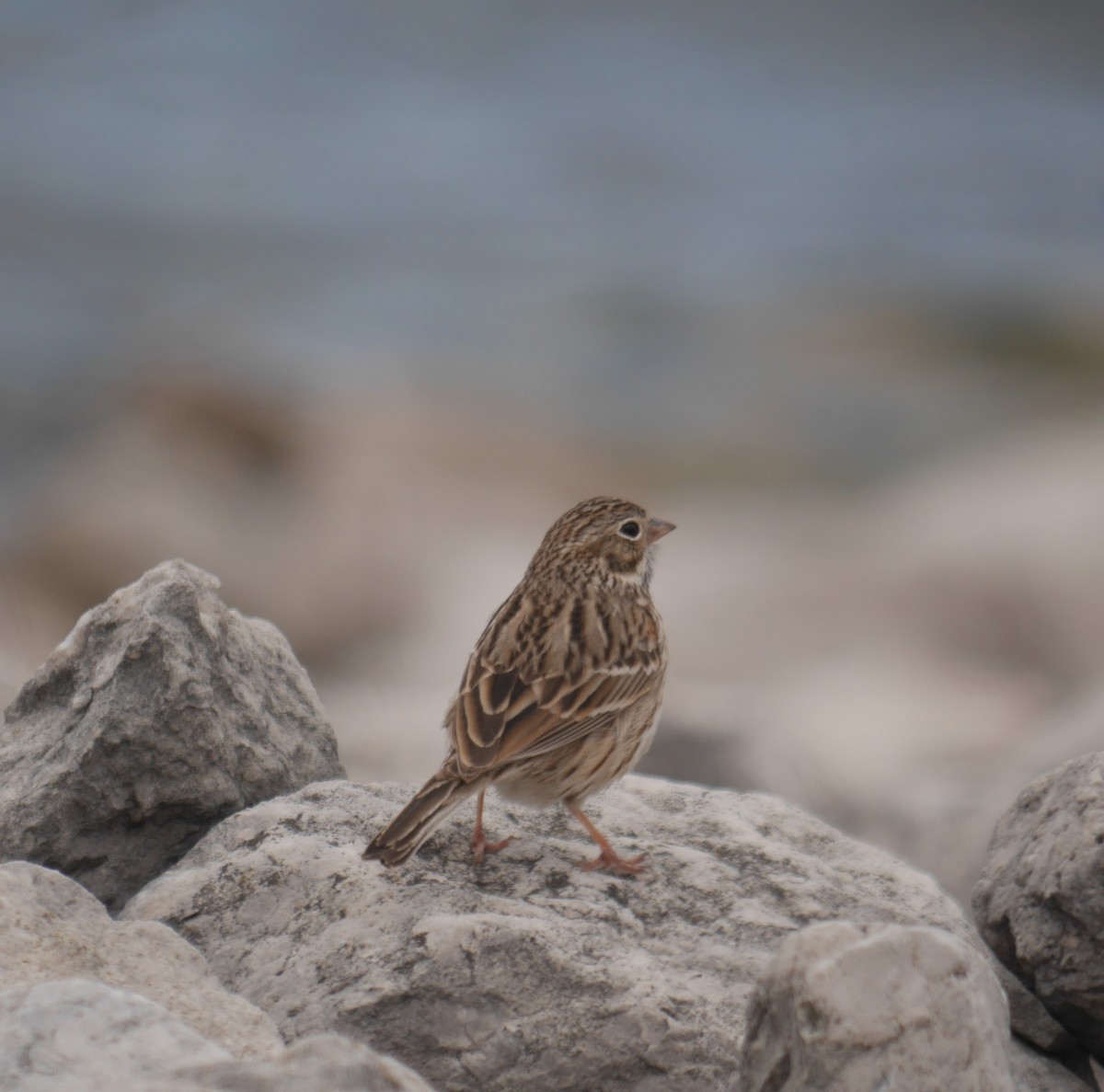 Vesper Sparrow - ML441543201