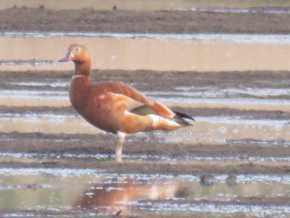 Ruddy x Common Shelduck (hybrid) - Garry Hayman