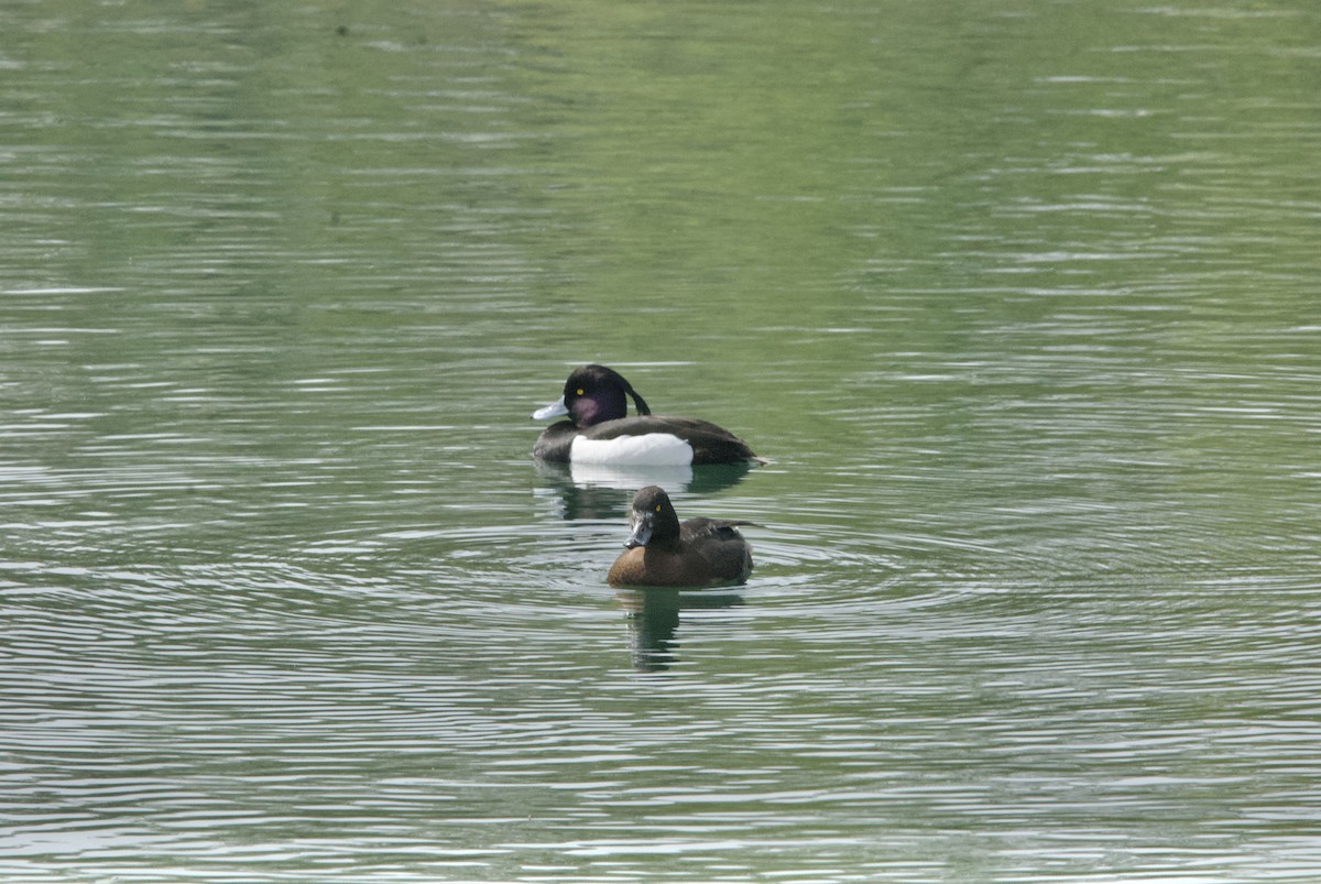 Tufted Duck - ML441544191