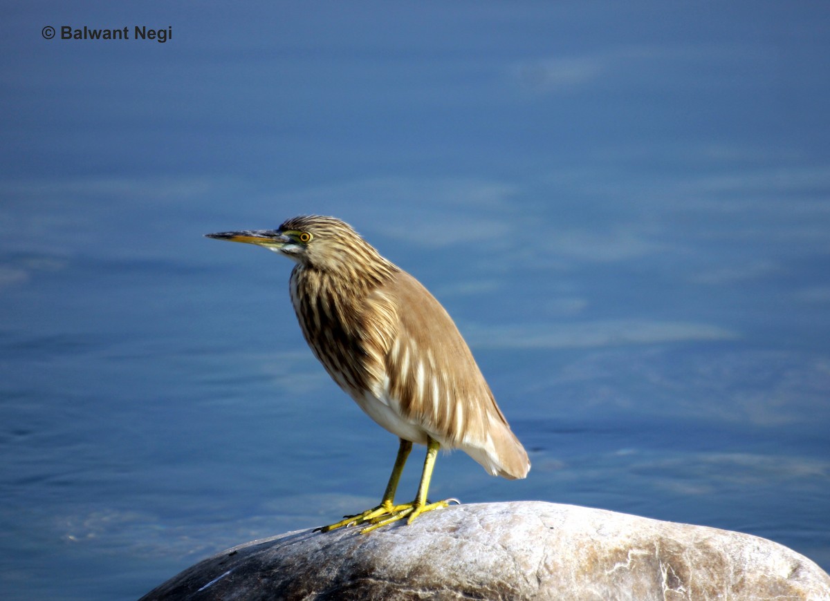 Indian Pond-Heron - Balwant Negi