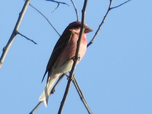 Purple Finch - ML441544661