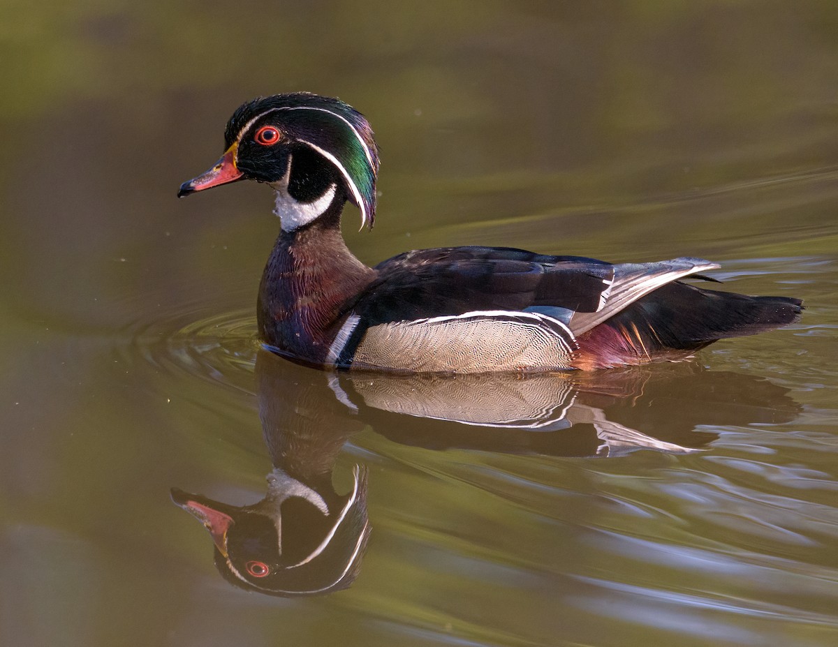 Wood Duck - ML441545351