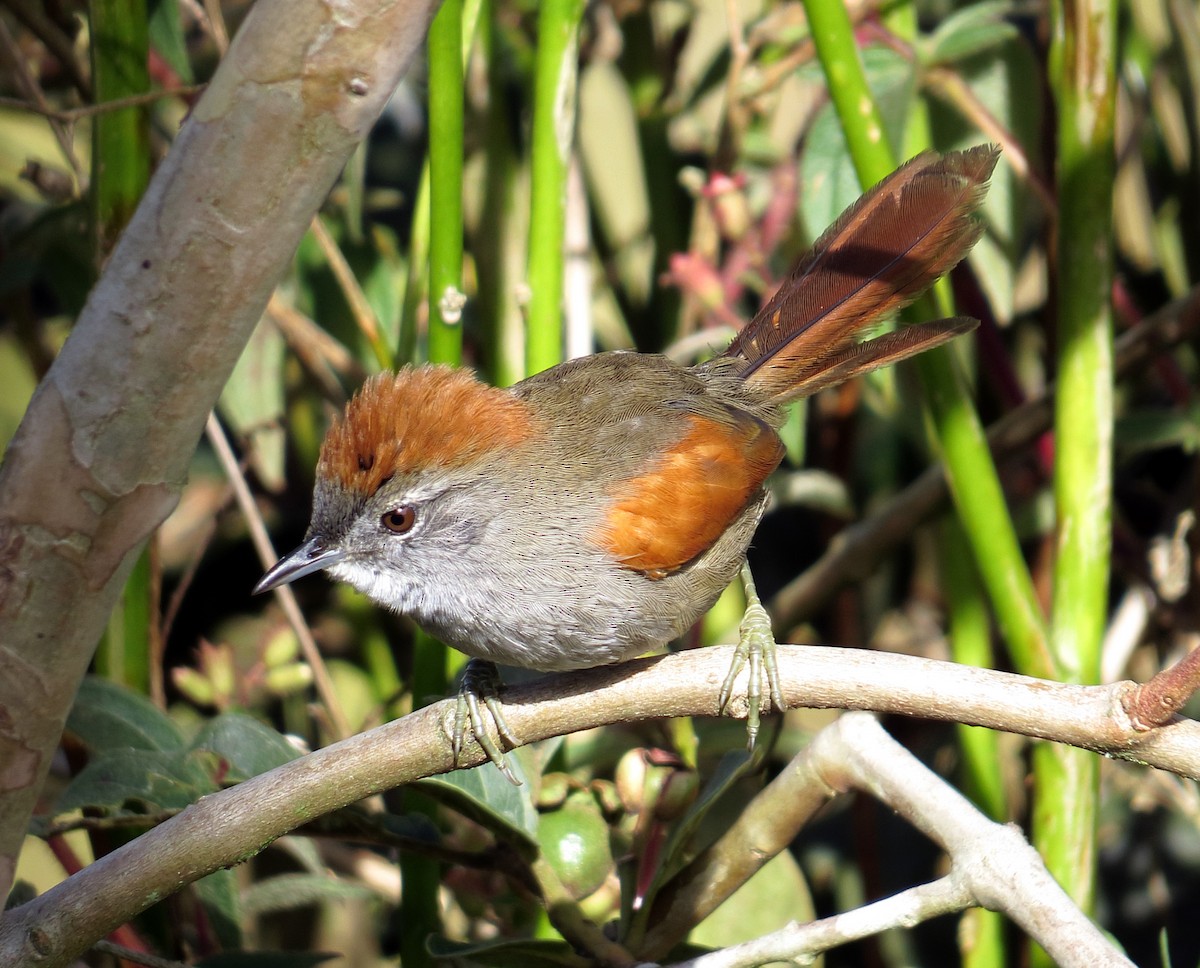 Azara's Spinetail - ML44154591