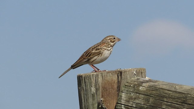 Vesper Sparrow - ML441546931