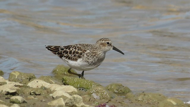 Least Sandpiper - ML441547131