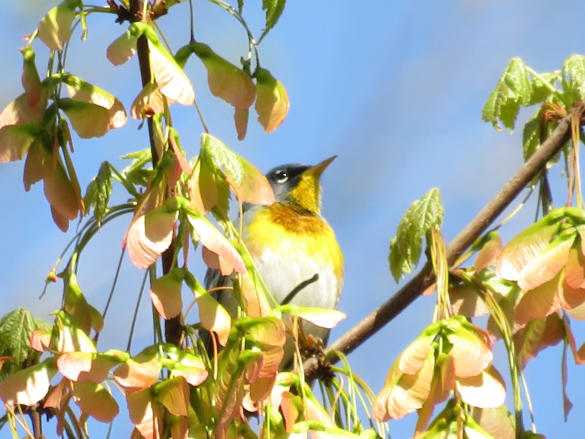 Northern Parula - John Zygmunt