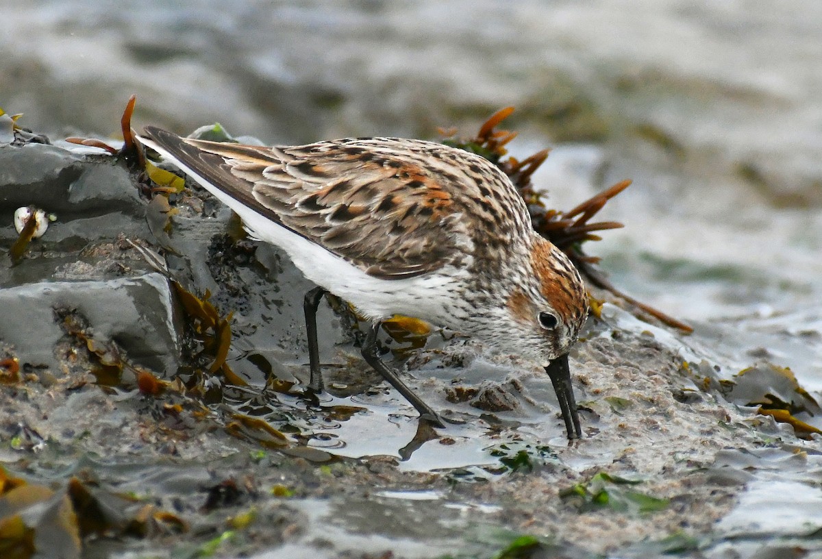Western Sandpiper - ML441549211