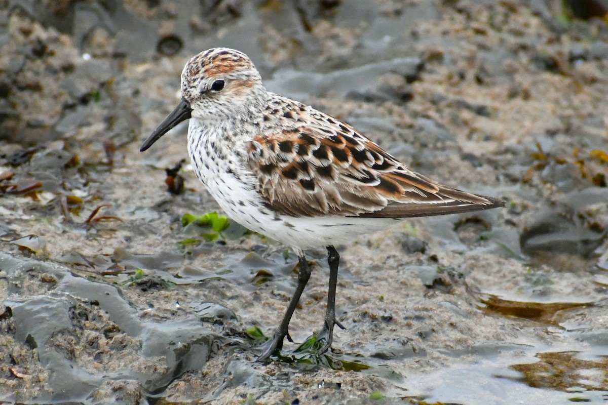Western Sandpiper - ML441549411