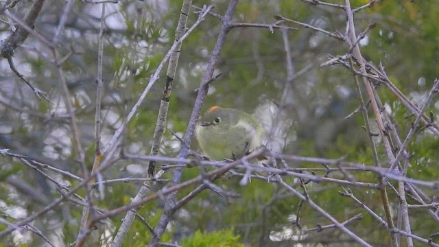 Ruby-crowned Kinglet - ML441549511