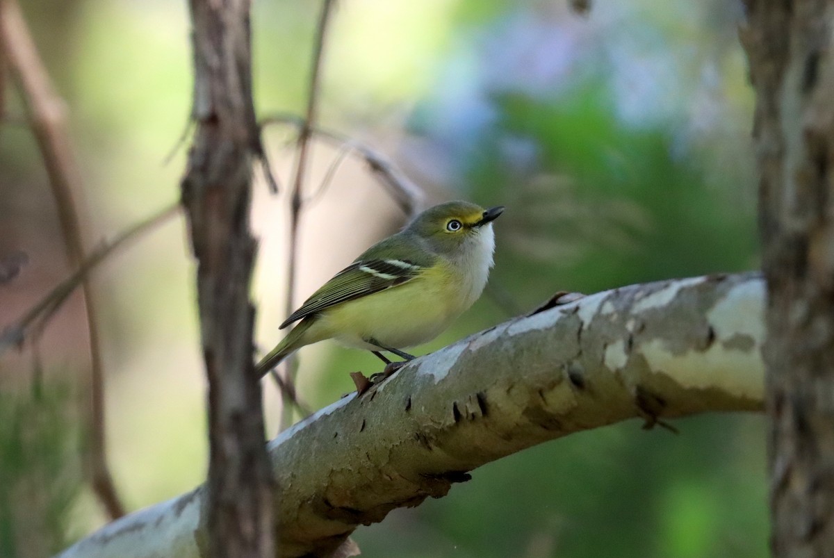 White-eyed Vireo - ML441549801