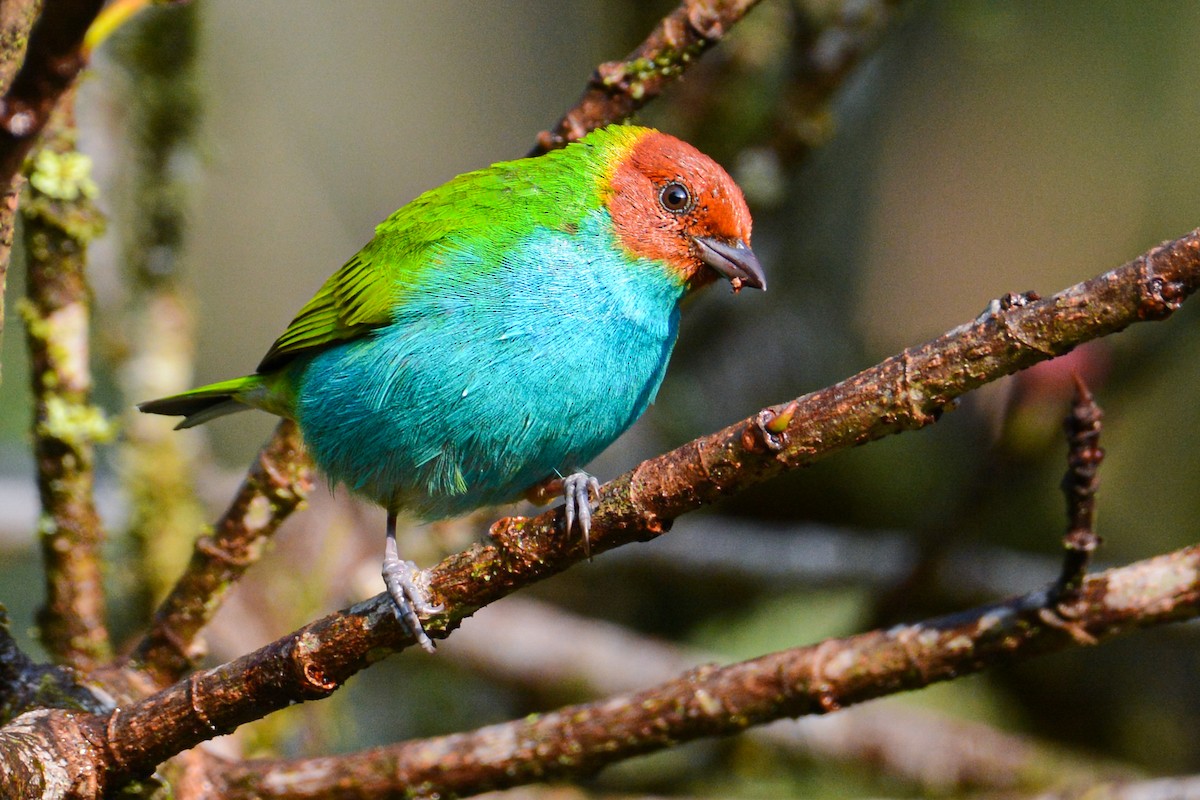 Bay-headed Tanager - ML441553351